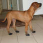 Preview: Hundesocken wasserfest Leo