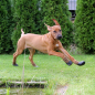 Preview: Hundesocken wasserfest lila Punkte