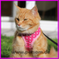 Preview: Katzengeschirr Hot Pink Sterne