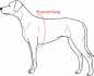 Preview: Hunter ORANGE Vario Y-Brustgeschirr Hundegeschirr Y-Geschirr
