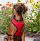 Preview: Welpengeschirr Softgeschirr ROT (kleine Welpen)