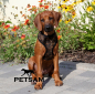 Preview: Fellimitat Softgeschirr TIGER Dunkel (kleine Welpen)