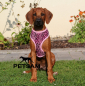 Preview: Fellimitat Softgeschirr LEOPARD ROSA (kleine Welpen) Geschirr
