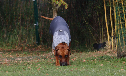 RÜCKLÄUFER Wintermantel Gr. L ♡ ♥ KIRA ♥ GRAU ♡ Petsam B-Ware