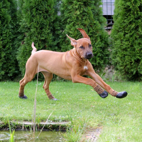 Hundesocken wasserfest Leo