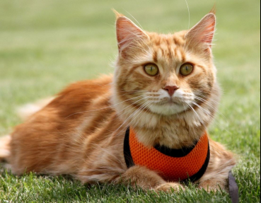 Katzengeschirr Orange