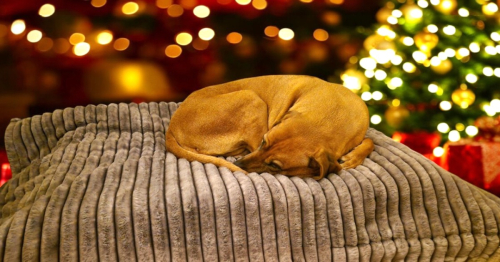 Kuscheldecke BigRip mit Kunstleder beige Hundedecke breite Rippen Wellnessfleece