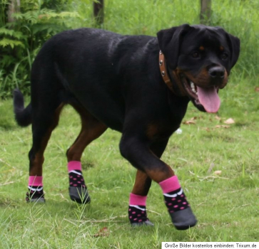 Hundesocken wasserfest Leo