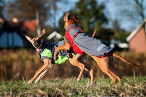 Softshellmantel -Winter Safety Neongelb/grau S - ABVERKAUF