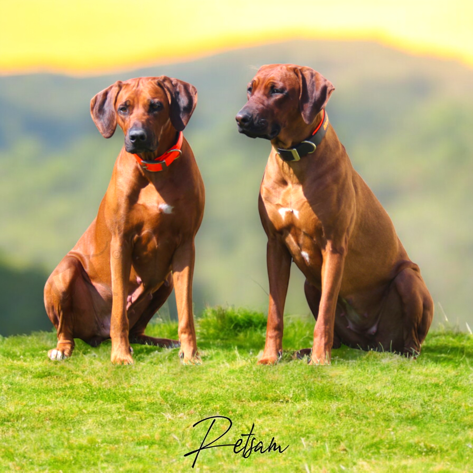 Akah Signalorange BioThane Halsung Für Hunde – Mit Gravur, Reißfest Bis 450 Kg