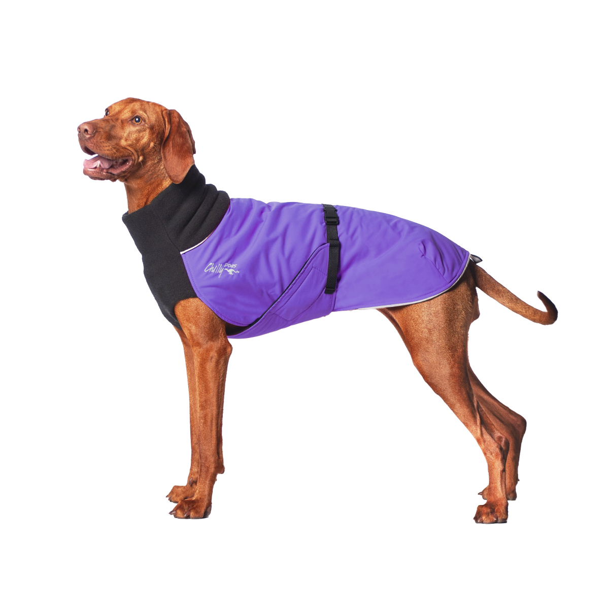 Chilly Dogs Great White North Wintermantel Black/Imperial Purple (Violett)