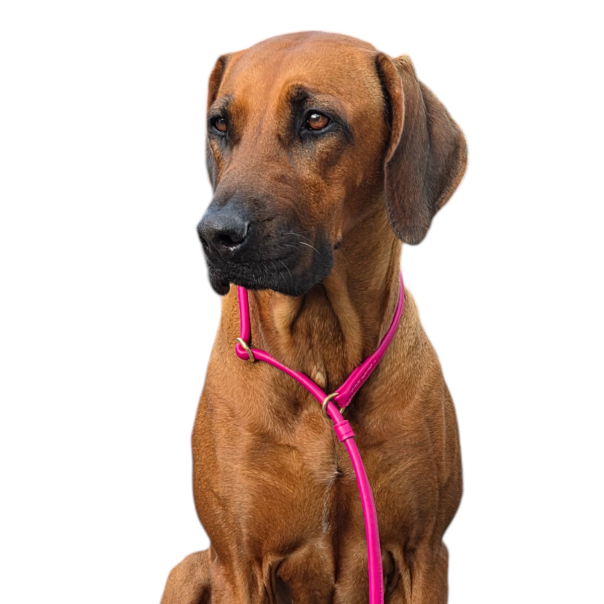 Moxonleine Agilityleine Leder, rundgenäht aus einem Stück, Retrieverleine crazy pink