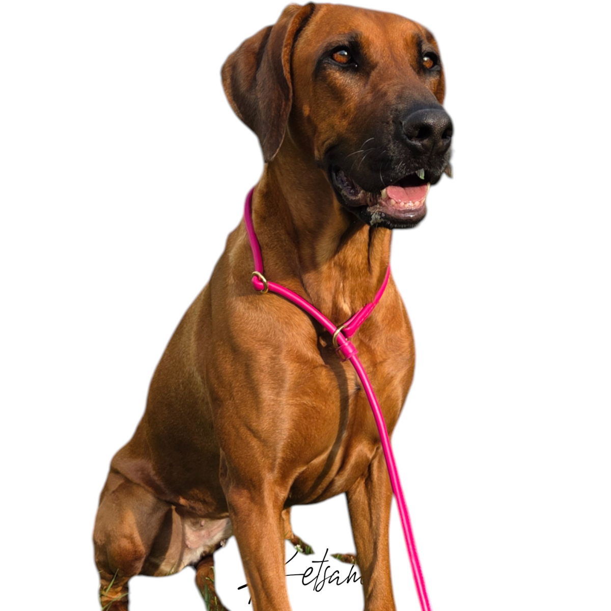 Moxonleine Agilityleine Leder, rundgenäht aus einem Stück, Retrieverleine crazy pink