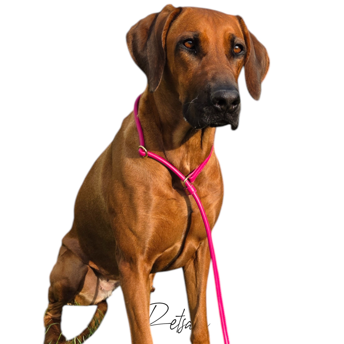 Moxonleine Agilityleine Leder, rundgenäht aus einem Stück, Retrieverleine crazy pink
