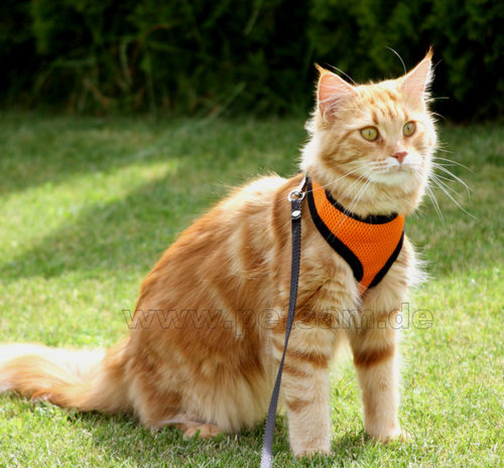 Katzengeschirr Orange