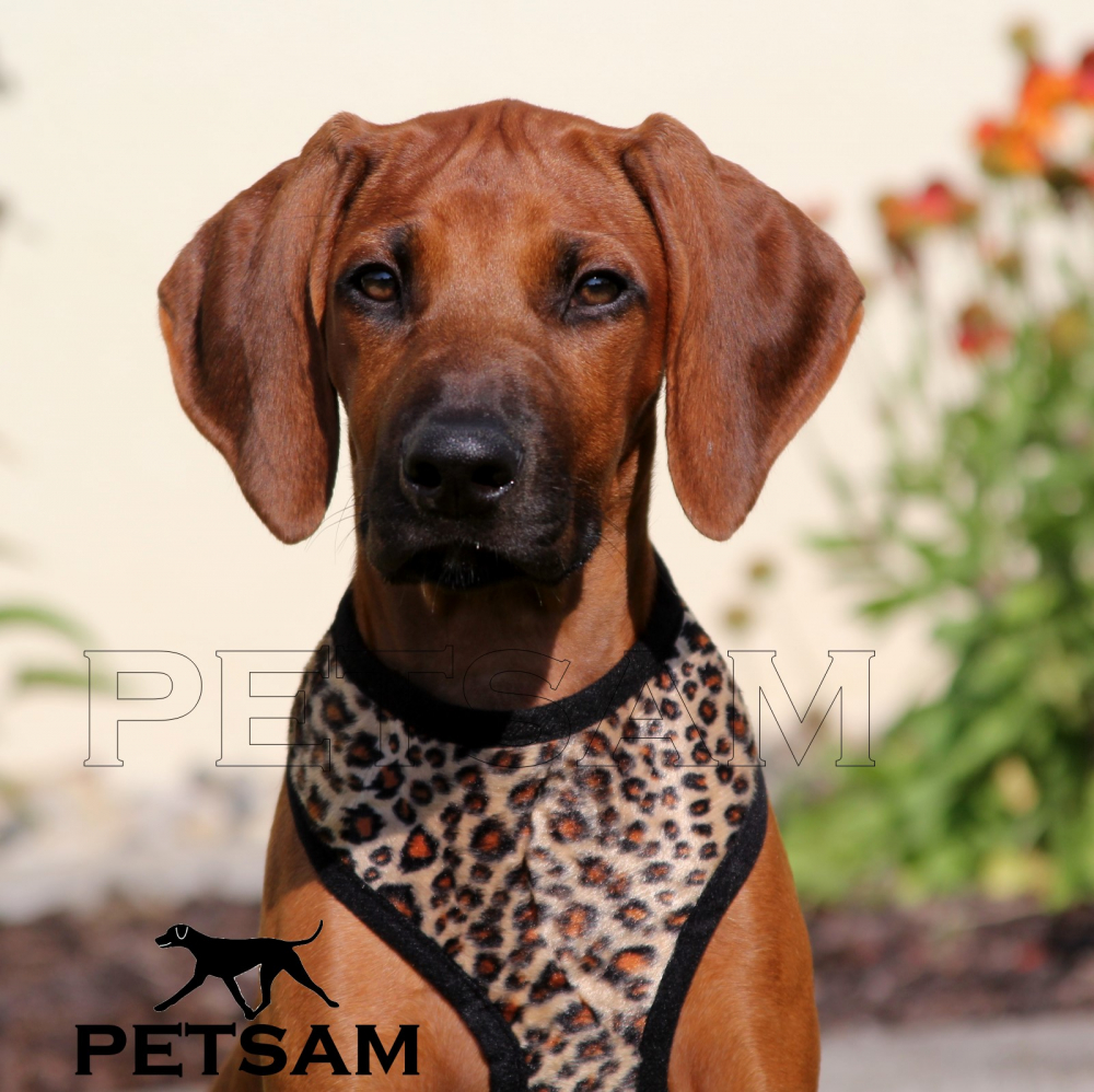 Fellimitat Softgeschirr LEOPARD klein (kleine Welpen) Geschirr