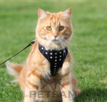 Katzengeschirr Schwarz Sterne