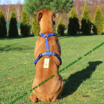 Hunter BLAU Vario Y-Brustgeschirr Hundegeschirr Y-Geschirr