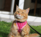 Katzengeschirr Hot Pink Sterne